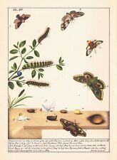 Emperor moth goat for sale  LOOE