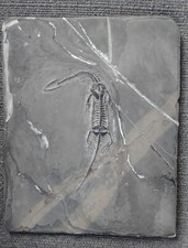 keichousaurus d'occasion  L'Herbergement
