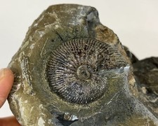 ammonite deroulee d'occasion  Les Abrets