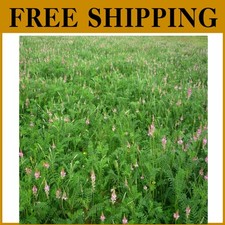 Sainfoin seeds legume for sale  Voorhees