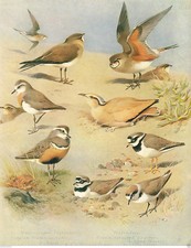 Dotterel plovers courser for sale  DEREHAM