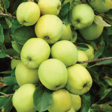 apple tree branches for sale apple tree branches for sale Denver