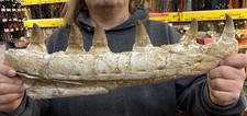 Large mosasaur jaw for sale  Ogden