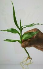 Dracaena sanderiana one for sale  RAMSGATE