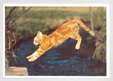 Katze weitsprung 2 gebraucht kaufen  Menden (Sauerland)