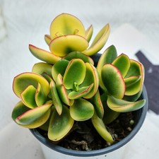 Crassula ovata variegated d'occasion  Expédié en Belgium