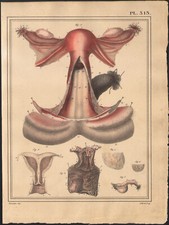 1825 Lithographie aquarellée Ovaires Utérus Anatomie Chirurgie Médecine, usado comprar usado 1825 Lithographie aquarellée Ovaires Utérus Anatomie Chirurgie Médecine, usado comprar usado  Enviando para Brazil