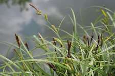 Carex riparia marginal for sale Carex riparia marginal for sale  MARKET RASEN