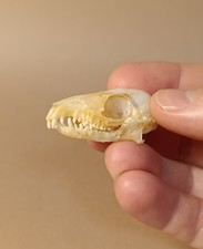 Taxidermy cabinet curiosites usato Taxidermy cabinet curiosites usato  Roma