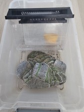 Lizard reptile supplies for sale  Miami