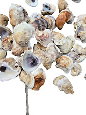 100 oyster shells for sale  Myrtle Beach