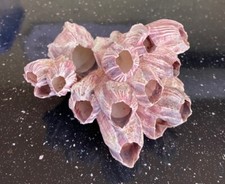 Real barnacle cluster for sale  PLYMOUTH