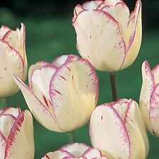 Tulips shirley spring for sale  PRESTON