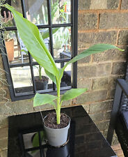 Musa velutina for sale  LEEDS