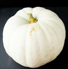 White queen pumpkin for sale  Pittsburgh
