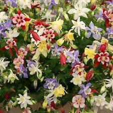 Columbine mckana giant for sale  Sevierville