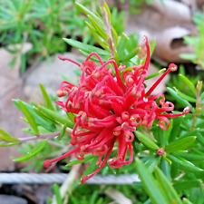 Grevillea juniperina prickly for sale  NORTHWICH