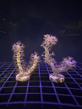 Live soft coral for sale  Tampa
