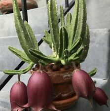 Stapelia leendertziae black usato  Spedire a Italy