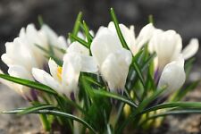 White crocus bulbs for sale  CRAWLEY
