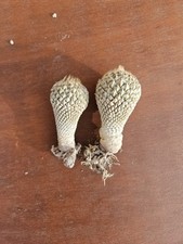 Pelecyphora strobiliformis usato  Trevi