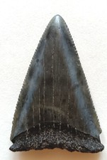 Large 5.8cm great usato  Due Carrare