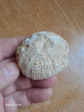 Fossil sea urchin for sale  NOTTINGHAM