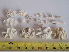 Sea coral pieces for sale  Fayetteville