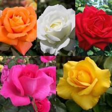 Rose bush pot for sale  GLASGOW