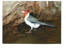 Oiseaux exotiques red d'occasion  Toulon-