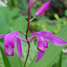 Orchidea cina esterno usato  Spedire a Italy