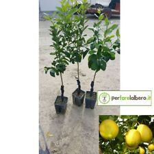 Pianta limoni femminello usato  Policoro