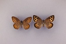 Superb pair wild for sale  OLDBURY