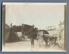 Cheval attelé grande d'occasion  Pagny-sur-Moselle