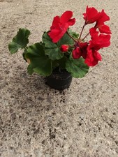Geranium zonal dark for sale  NEWENT