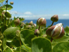 Semi capparis spinosa usato  Italia