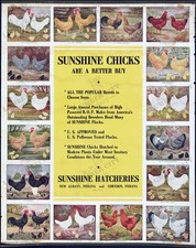 Sunshine chicks hatcheries for sale  North Tonawanda