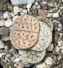 Lithops gracilidelineata c374 for sale  BRIDGWATER