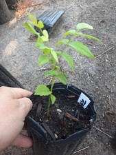Black walnut seedling for sale  Kaysville