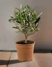 Ulivo bonsai con usato  Bisceglie