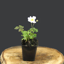 Anemone sylvestris pflanze gebraucht kaufen  Mönchengladbach