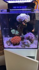 Meerwasser aquarium inhalt gebraucht kaufen  Altena