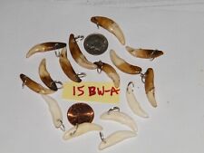 Lot coyote teeth for sale  Tucson