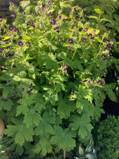 Large plugs geranium for sale  STROMNESS