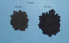 Oursin echinodermes ile d'occasion  Sanary-sur-Mer