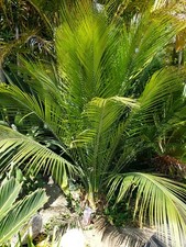Rare macrozamia cycad for sale  Capistrano Beach