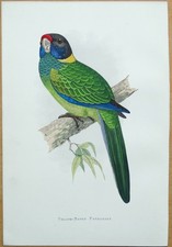 Usado, PERIQUITO ANTIGO COM ESTAMPA DE PAPAGAIO AMARELO VERDE MÃO COR PÁSSARO GRAVURA 1884 comprar usado  Enviando para Brazil