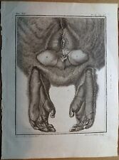 Tre stampe anatomiche usato  Monticiano