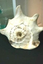Large hawaiian king for sale  Honolulu