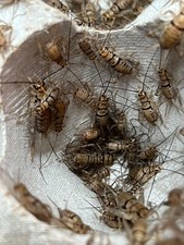 Live crickets mix for sale  USA